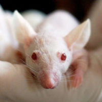 CBD v kombinaci s chemoterapií trojnásobně prodloužilo život myším s rakovinou slinivky