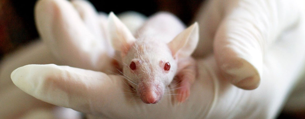 CBD v kombinaci s chemoterapií trojnásobně prodloužilo život myším s rakovinou slinivky