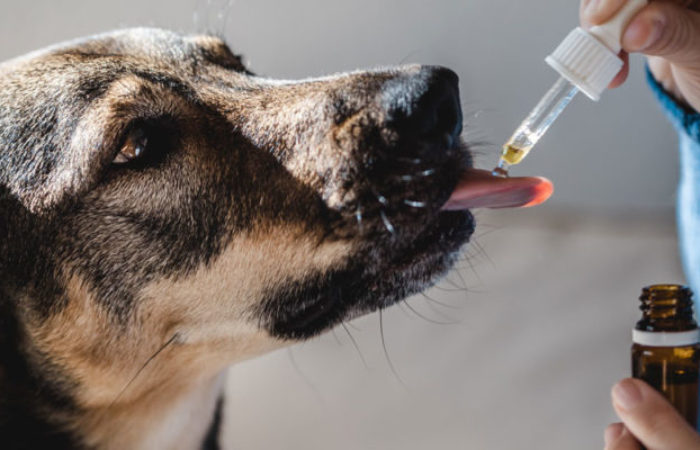 Perspektivy využití kanabinoidů v léčbě zvířat